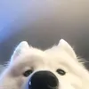 kairo_xio