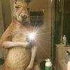 goreburr