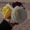 farah_m_1