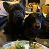 mumkidsandpups