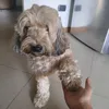 nico_130691