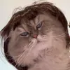 toffu.cat