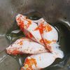 garagefish.19