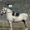 mardon_9677.1996
