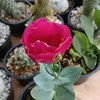 adonaiplantas