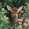 _blossomdeer