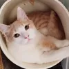 rokotizi