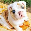 bulldogmommy76