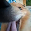pedrito_lenda_