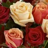 saghir112244
