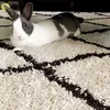 mbiche