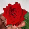 suarezmade_