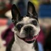 bostonterriermomoftwo
