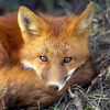 whitefox_02