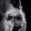 qw6__7