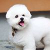 hamadmohammad_6701