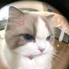 tiara_ara01.5