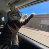 my_mousecat_knac5