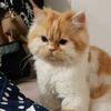 meowstore26