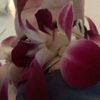 rosiemims480