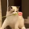 mqz.nee