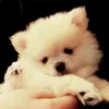 pogxd12