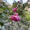 yousif251300279