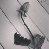 kissfromaroseonthegrey