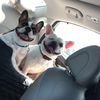 ollie.frida_frenchies