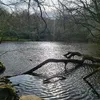 tealeavesandtrees23