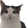 medrox_0