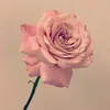 di🌸