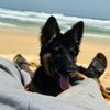 bergermalinois1