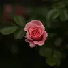 sham_7477