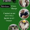 basitfarms