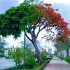 anhuysuportonggiadautu01
