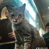 kitperuteh