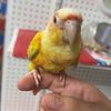 suncheekconure