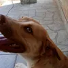 reinodosbixos