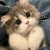 bosy.bosy62