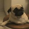 doggo_makes_stuff