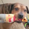 doglover2624