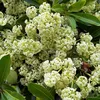 _vani_596