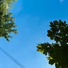 marupicahacchi