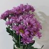 zahraa.702