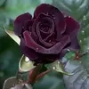 dya0xelo7hch