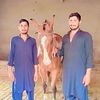 aaif547