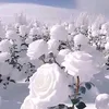 kj12_5