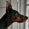 dobie4ever1