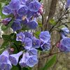bluebell.beee